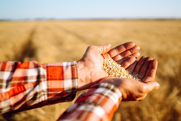 Foto mani dell'agricoltore closeup versa una manciata di chicco di grano su un campo di grano concetto di agricoltura