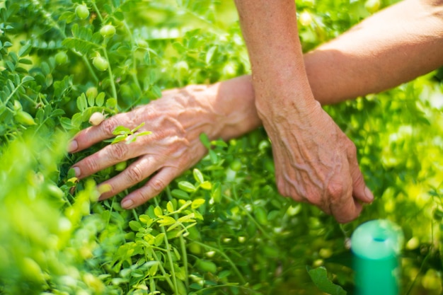 농부의 손은 정원에서 병아리콩을 수확합니다. 농장 작업 가을 수확과 건강한 유기농 식품 개념은 선택적 초점