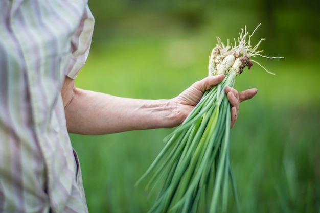 Farmer's hands harvest crop of onion in the garden Plantation work Autumn harvest and healthy organic food concept close up with selective focus