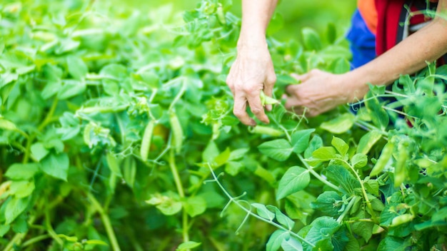 Farmer's hands harvest crop of pea in the garden Plantation work Autumn harvest and healthy organic food concept close up with selective focus