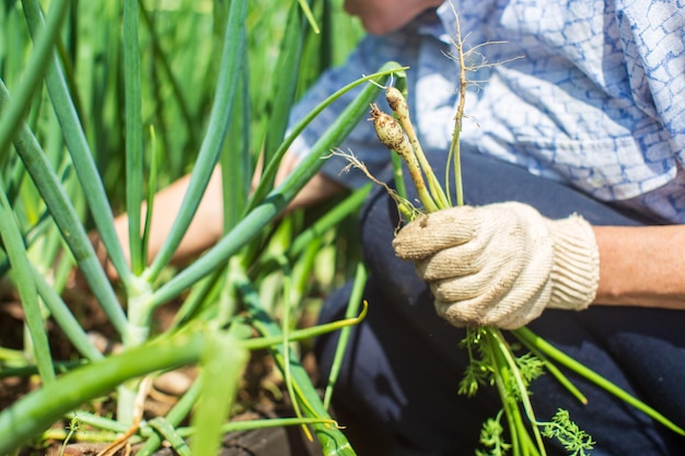 Farmer's hands harvest crops in the garden farm Plantation work Autumn harvest and healthy organic food concept close up with selective focus