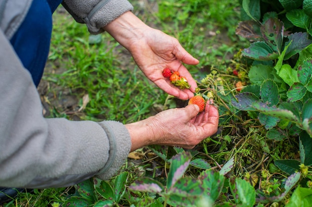 Farmer's hands harvest strawberries from the garden bed. Ripe red berries in summer.