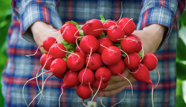 Le mani dell'agricoltore tengono un primo piano di ravanello fresco verdure raccolte fresche biologiche