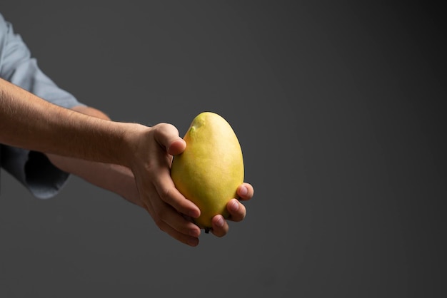 Le mani dell'agricoltore che tengono il grande frutto giallo maturo fresco del mango