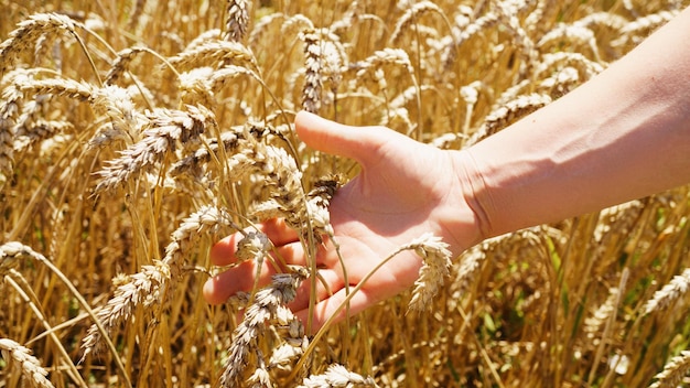 Le mani del contadino che tengono una manciata di chicchi di grano