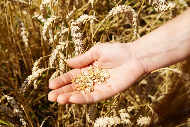 一握りの小麦粒を持つ農夫の手