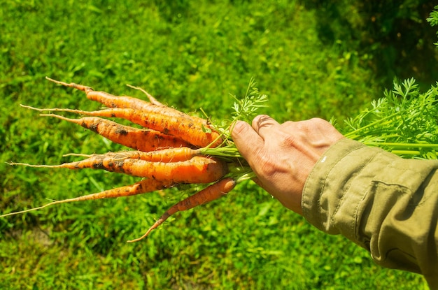 庭でニンジンの収穫を持つ農家の手 プランテーション作業 秋の収穫と健康的な有機食品のコンセプトをクローズアップ