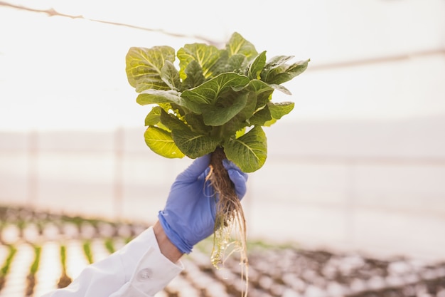 水耕温室で緑の植物を示す農夫