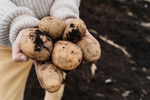 Farmer showing harvested potatoes in background of fertile black soil on field