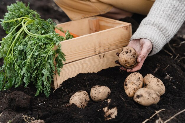 Farmer showing harvested potatoes in background of fertile black soil on field