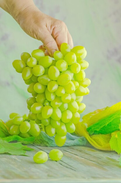 Farmer shows a heap of harvested white grapes