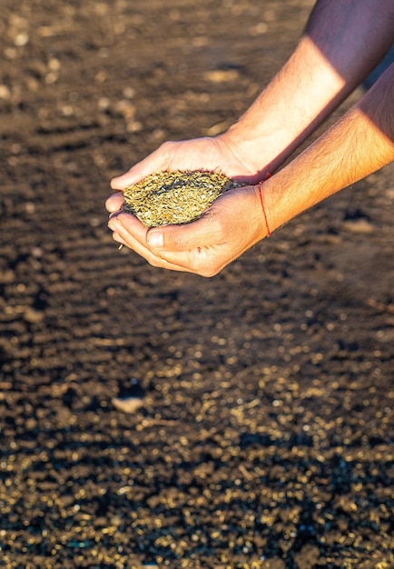 The farmer sows lawn grass Selective focus