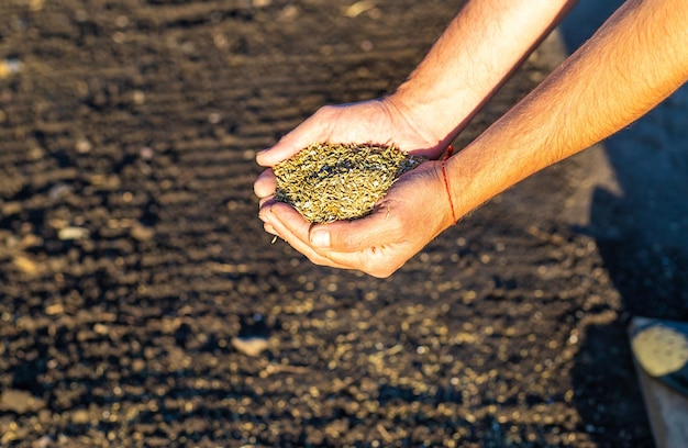 Photo the farmer sows lawn grass selective focus