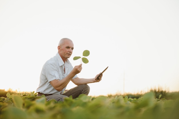 Farmer on soybean field