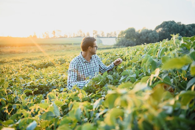 Farmer in soybean fields. Growth, outdoor.