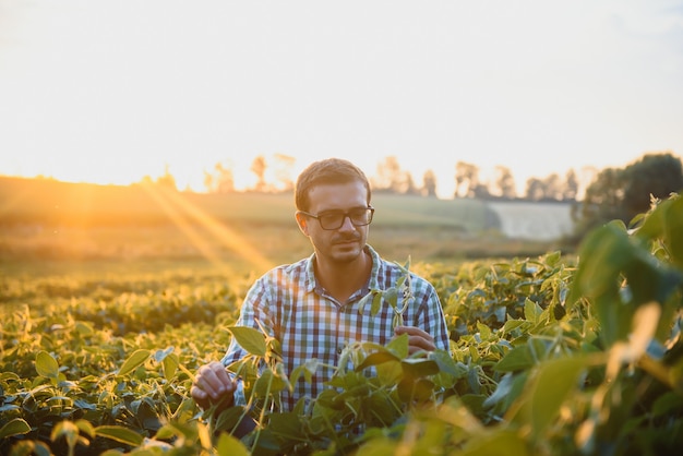 Farmer in soybean fields. Growth, outdoor.