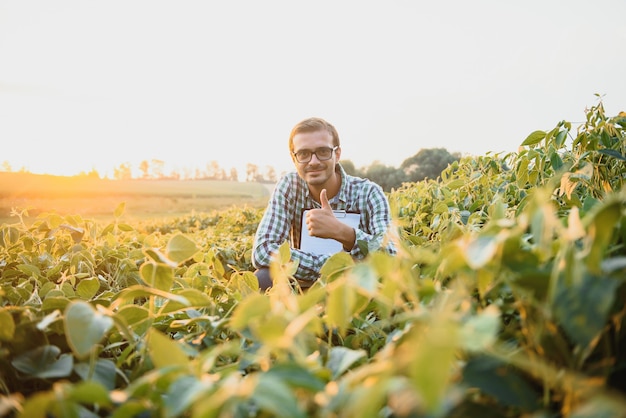 Farmer in soybean fields. Growth, outdoor.