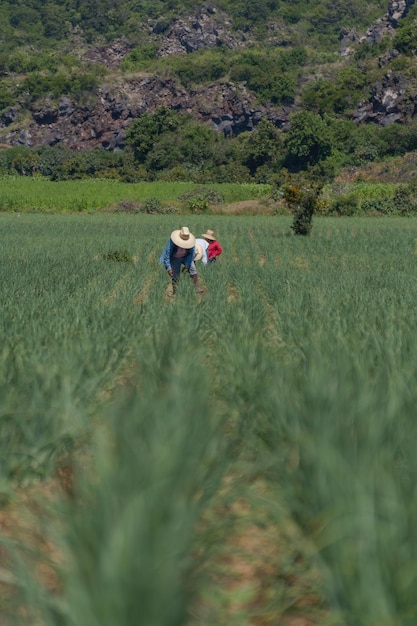 Photo a farmer spraying fertilizers in an onion field