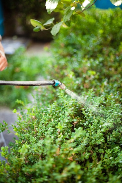 Agricoltore che spruzza pesticidi contro i parassiti in giardino