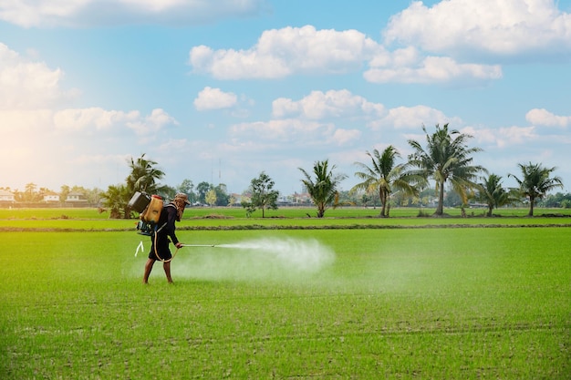 A farmer spraying rice in a field