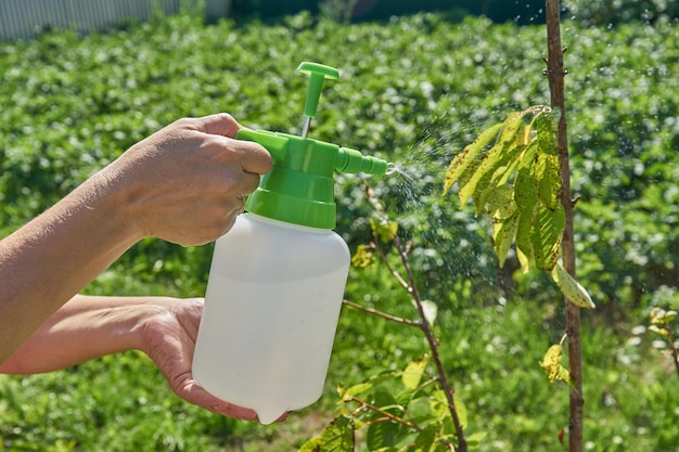 Farmer sprays pesticide with manual sprayer against insects on cherry tree in garden in summer Agriculture and gardening concept