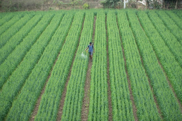 농부는 농작물 생산성을 향상시키기 위해 밀밭에 살충제 화학 비료를 뿌립니다. 에스