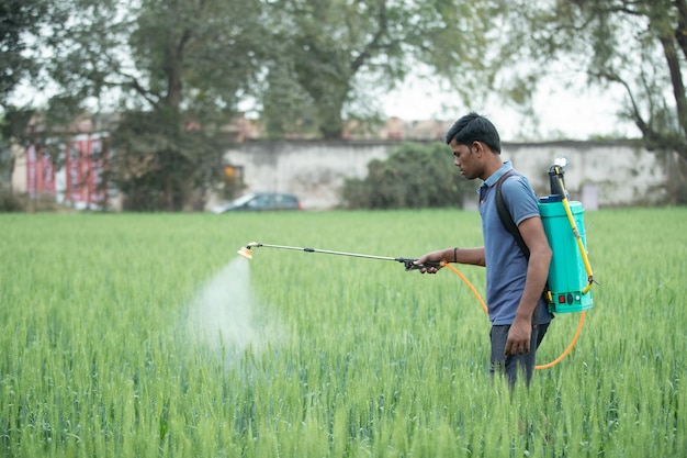 Farmer sprays pesticides chemical fertilizer in the wheat field to improve the crops productivity. s