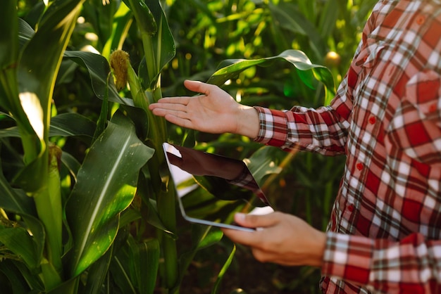 Farmer standing in corn field examining crop Harvest care concept Agriculture ecology concept