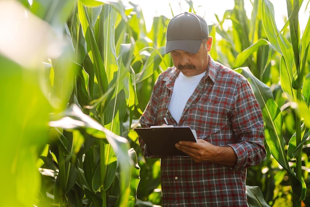 Фермер, стоящий на кукурузном поле, изучает концепцию ухода за урожаем