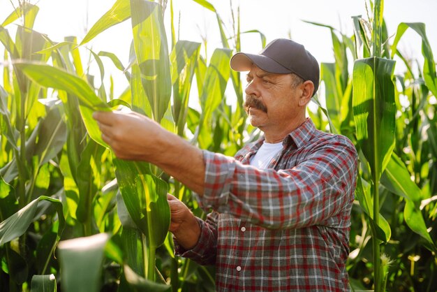 Photo farmer standing in corn field examining crop harvest care concept