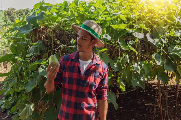 Farmer standing in front of the eggplant plantation on a sunny day. Portrait of a farmer in a farmland.