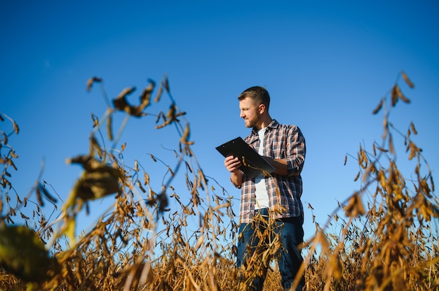 Farmer standing in soybean field examining crop at sunset.