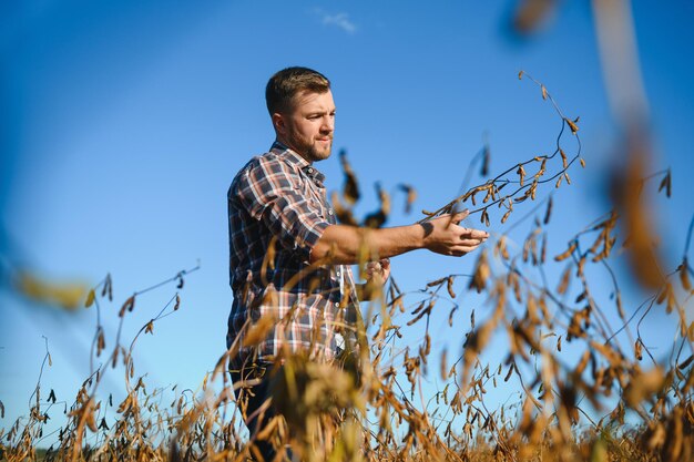 Farmer standing in soybean field examining crop at sunset.