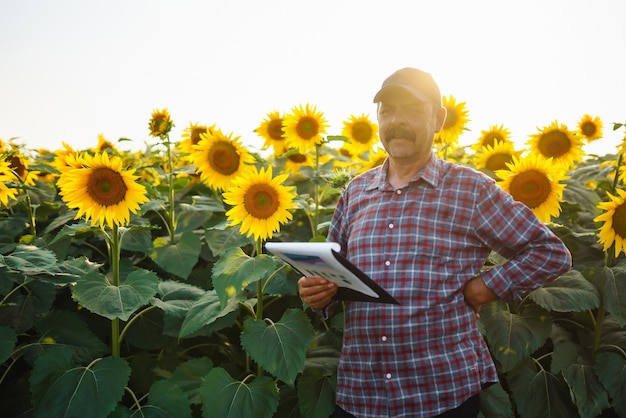 Farmer standing in sunflower field looking at sunflower seeds Harvesting organic farming concept