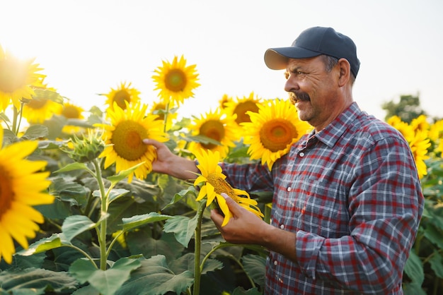 Farmer standing in sunflower field looking at sunflower seeds Harvesting organic farming concept