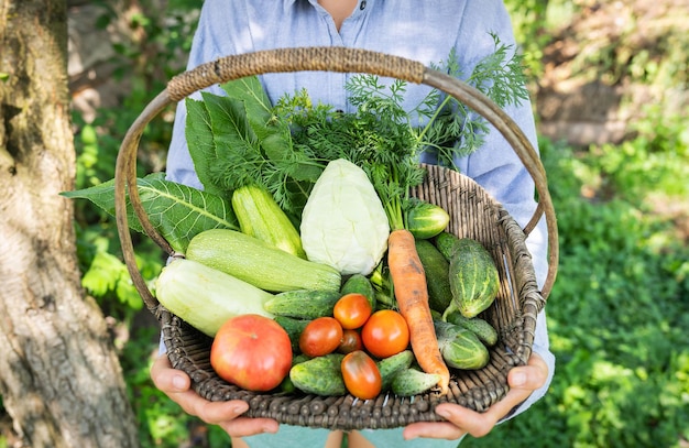 The farmer stands in the garden and holds a wooden basket with homemade vegetables in his hands Selective focus The concept of harvesting from the garden closeup Agriculture