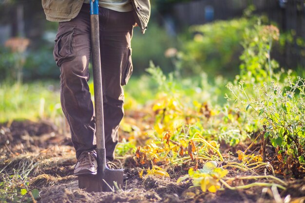 The farmer stands with a shovel in the garden Preparing the soil for planting vegetables Gardening concept Agricultural work on the plantation