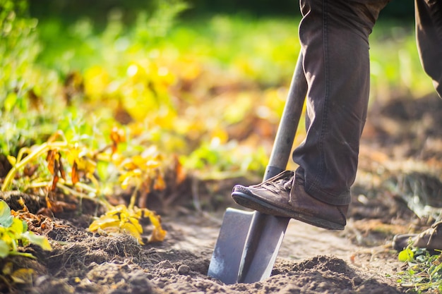 The farmer stands with a shovel in the garden Preparing the soil for planting vegetables Gardening concept Agricultural work on the plantation