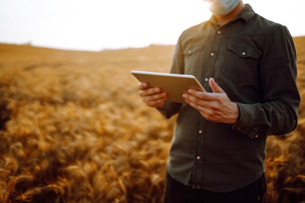 Farmer in a sterile mask with a tablet in their hands in a wheat field at sunset Agro business