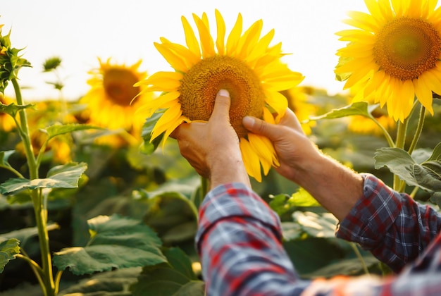 Farmer in the sunflower field Farmer's hand touches blooming sunflower Business harvesting