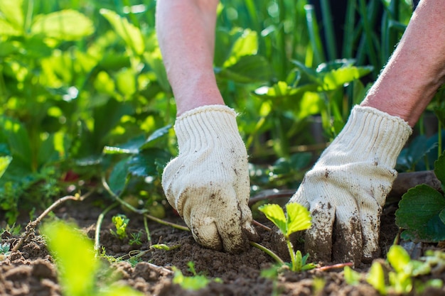 The farmer takes care of the plants in the vegetable garden on the farm Gardening and plantation concept Agricultural plants growing in garden beds