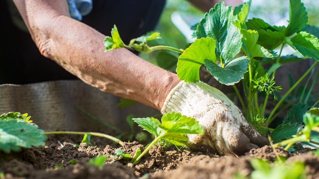 The farmer takes care of the plants in the vegetable garden on the farm Gardening and plantation concept Agricultural plants growing in garden beds