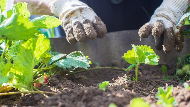 The farmer takes care of the plants in the vegetable garden on the farm Gardening and plantation concept Agricultural plants growing in garden beds