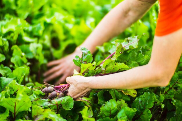 農夫は農場の野菜園で植物の世話をする ガーデニングとプランテーションの概念 庭の床で育つ農作物