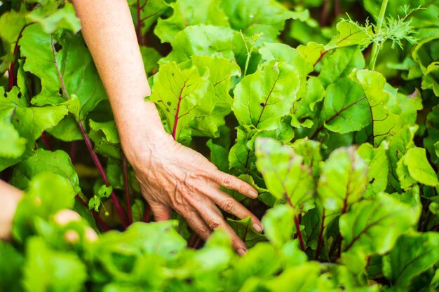 Foto l'agricoltore si prende cura delle piante dell'orto della fattoria concetto di giardinaggio e piantagione piante agricole che crescono in aiuole