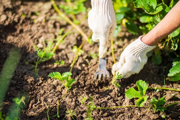 The farmer takes care of the plants in the vegetable garden on the farm Gardening and plantation concept Agricultural plants growing in garden beds