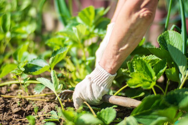 農夫は農場の野菜園で植物の世話をする ガーデニングとプランテーションの概念 庭の床で育つ農業植物