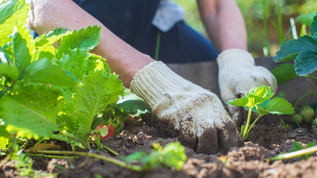 The farmer takes care of the plants in the vegetable garden on the farm gardening and plantation concept agricultural plants growing in garden beds