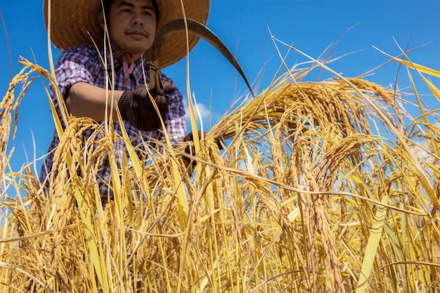 Farmer of Thailand was reaping in fields with blue sky.