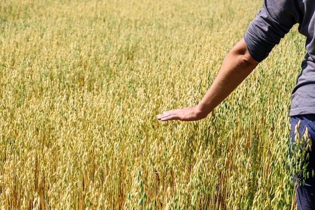 Farmer touches ears of rye